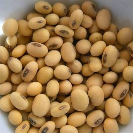فول الصويا الإثيوبي