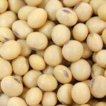 Soybean